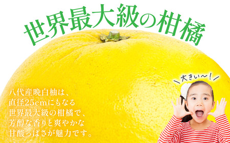 【先行予約】 晩白柚（秀2Ｌ×2玉）約4kg 柑橘 果物 フルーツ 熊本県産 ばんぺいゆ フルーツ 柑橘 特産品【2025年12月上旬より順次発送】