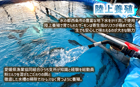 【国産サーモン】西条産陸上養殖サーモン「サイモン」冷凍フィーレ半身分（約500g）【2026年1月～4月発送】