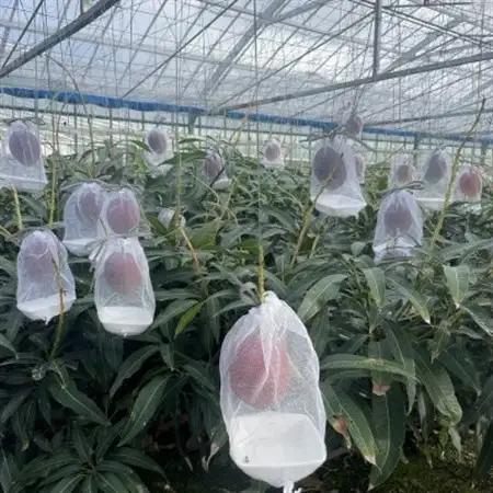 【先行受付・2026年6月から順次発送】山城フルーツ園のアーウィンマンゴー秀品2kg【配送不可地域：離島】【1372445】