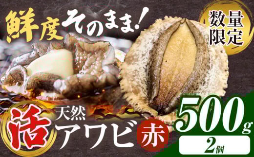 【数量限定】天然『活』アワビ (赤) 500g ( 2個 )《7月中旬-9月上旬頃出荷》 寺田水産 【配送不可地域：離島・北海道・沖縄県・東北・中国・四国・九州】 千葉県 勝浦市 海産物 鮑 あわび 刺身