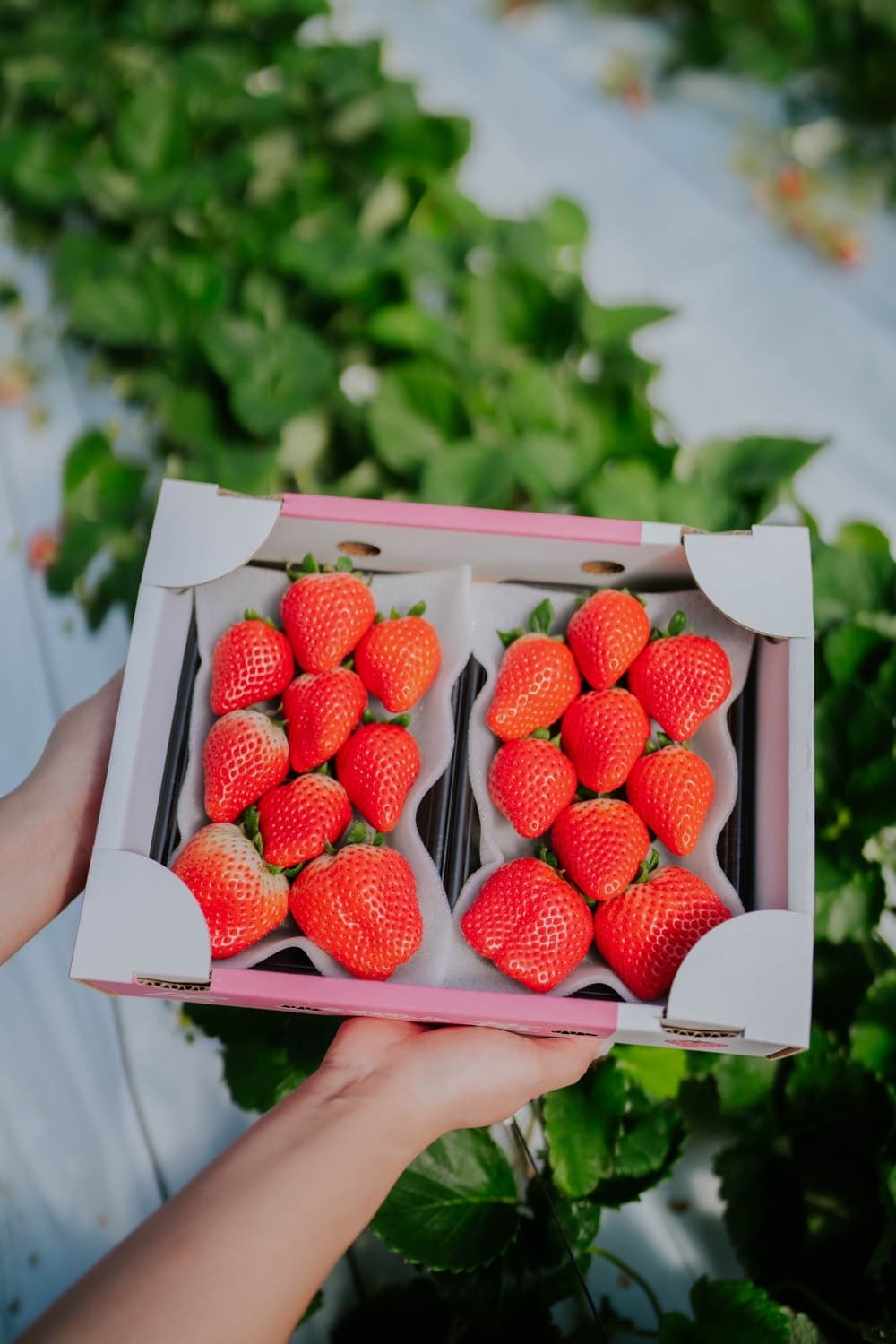【2026年1月発送】 先行予約 いちご あまおとめ 約1kg(約250g×4パック) 【2026年1月上旬~2026年1月下旬頃発送予定】 合計1kg 果物 くだもの フルーツ 果実 苺 いちご イ