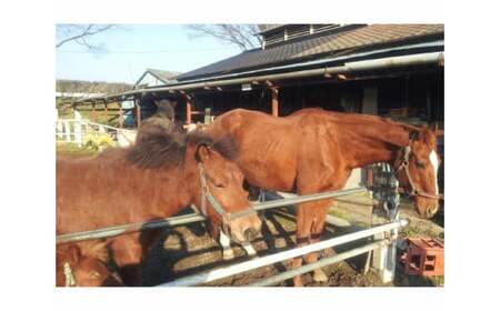 ＜土日祭日＞＜マンツーマンレッスン付き＞体験乗馬　1名様分