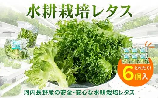 【レタス定期便　毎月お届け3ヵ月】レタス 6個