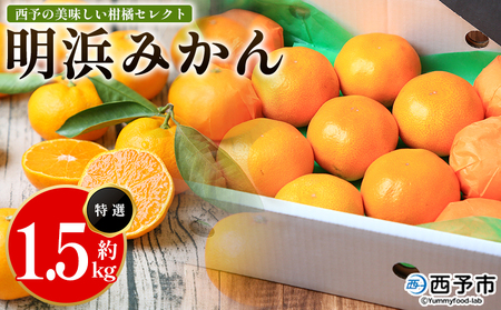 ＜西予の美味しい柑橘セレクト（特選）／明浜みかん（約1.5kg）＞ 果物 くだもの フルーツ 蜜柑 みかん ミカン 柑橘 贈答 贈答用 ギフト プレゼント 特選 温州みかん 食べて応援 国産 愛媛県産 特産品 西予みかん倶楽部 愛媛県 西予市『11月から順次出荷予定』【常温】 OMC0013