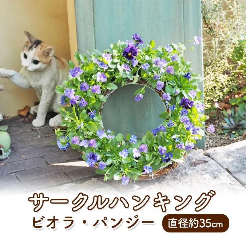 花 サークルハンキング ビオラ パンジー 直径35cm 花