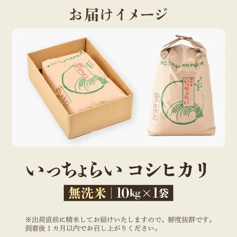 【先行予約】【令和8年産・新米】【一等米】いっちょらい 無洗米 10kg×1袋 ／ 福井県産 ブランド米 コシヒカリ ご飯 白米 新鮮 大賞 受賞 ※2026年9月下旬以降順次発送予定 [aw012-