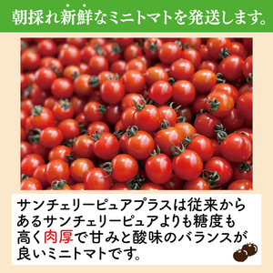 【ミニトマト】 先行予約 約3kg サンチェリーピュアプラス ミニトマト