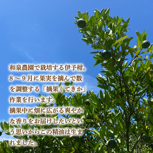 いよかん 精油3ml &アロマウッドセット 『 IYOKAN-摘果- 』| 伊予柑 精油 いよかん 精油 アロマオイル 精油 エッセンシャルオイル アロマウッド アロマ 精油 愛媛県 松山市 和泉農園