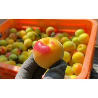ふるさと納税 田辺市 中山農園の南高梅　完熟梅1kg※2026年6月中旬から順次発送【nak020-1】
