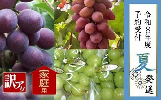 
                  ＜2026年 先行受付 8月中旬発送＞【貝塚市産】訳あり・ご家庭用ぶどう約1.5kg | シャインマスカット・ピオーネ・ブラックビート・サニールージュ・グロースクローネの中から３～６房
                
