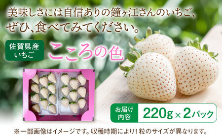 【先行予約】 佐賀県産白いちご 新品種 こころの色 220g×2パック / 佐賀県 / 鐘ヶ江農園[41ASBK003]