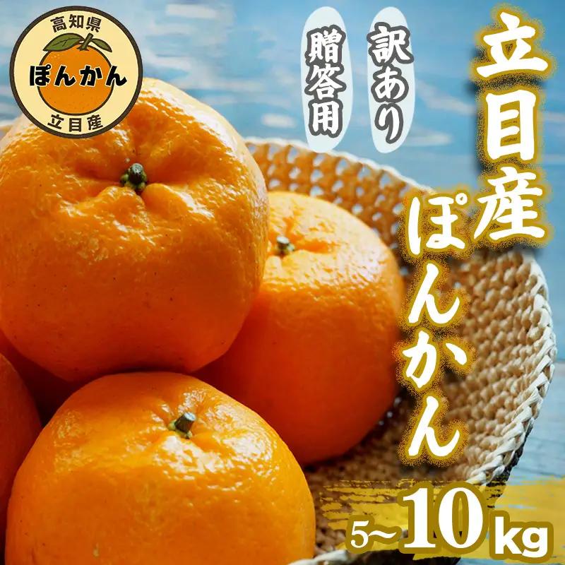 【 早期予約受付開始 】 立目産 ポンカン 10 kg 贈答用 2027年1月 下旬より順次発送 高知 須崎 KHN004