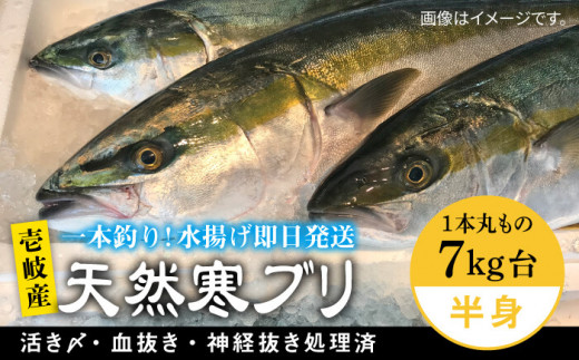 壱岐島産天然寒ブリ（一本丸ものサイズ7キロ台の半身ブロック） 《壱岐市》【壱岐島　玄海屋】[JBS009] ぶり 寒ぶり ブリ 魚 刺身 しゃぶしゃぶ 60000 60000円 6万円