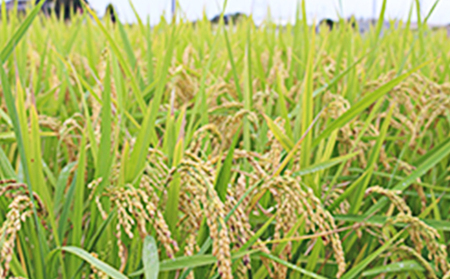 静岡県産　JAおおいがわ金芽米5kg（無洗米）【配送不可：北海道・沖縄・離島】