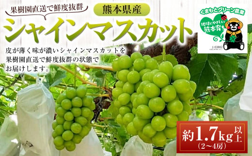 熊本県産 シャインマスカット 約1.7kg以上（2～4房）【2026年8月上旬発送開始】 果物 くだもの フルーツ ぶどう おやつ 果実 熊本県産 国産