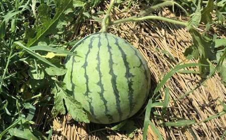 熊本県産 小玉スイカ & アールスメロン 食べ比べ （計4玉約7kg） 【2025年7月下旬迄発送予定】 小玉すいか 小玉西瓜 スイカ すいか 西瓜 メロン めろん 果物 果実 フルーツ 贈り物 セッ