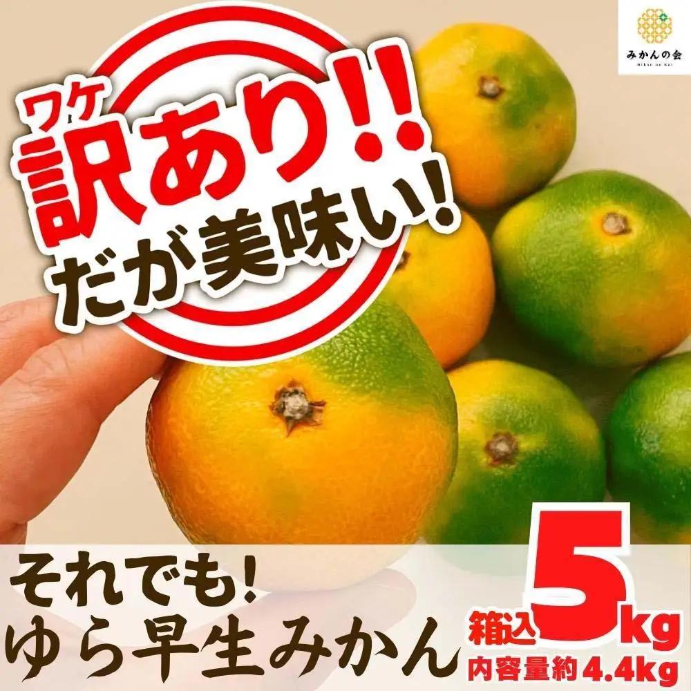 訳あり ゆら早生 みかん 箱込5kg(内容量 4.4kg)サイズミックス  有田みかん 和歌山県産 【みかんの会】［2026年10月下旬頃より順次発送予定］