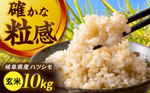 令和7年産 ハツシモ 玄米 10kg 腸活 ヘルシー 米 ブランド米 岐阜市 / 川瀬ファーム [ANIB004]
