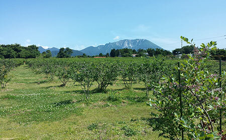 A24-002 だいせんのめぐみブルーベリージャムセット