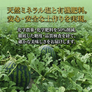 【先行予約】福賀すいか 特天 約11～12kg 山口県阿武町産 1株1玉栽培【2026年7月上旬～順次発送予定】