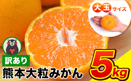 ＜先行予約＞ ご家庭用 熊本 大粒みかん 約5kg (3L～5Lサイズ)大玉 みかん 先行予約 熊本 ちょっと 訳あり 傷 たっぷり 熊本県産 熊本県 期間限定 フルーツ 旬 柑橘 長洲町 大粒みかん