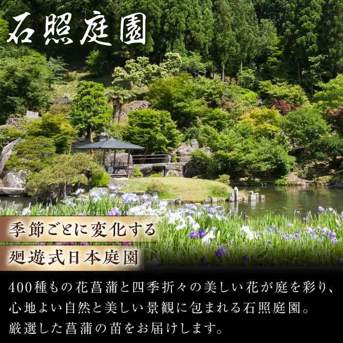 苗 【4月から11月発送】花しょうぶ（ジャパン アイリス）の苗 おまかせ6株 [AIAC001] 