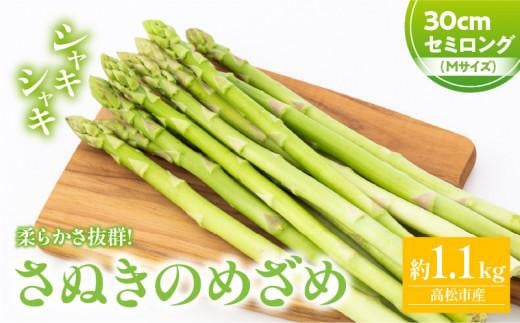 さぬきのめざめセミロング30cm(Mサイズ) 約1.1kg【2025-3月上旬～2025-3月下旬配送】