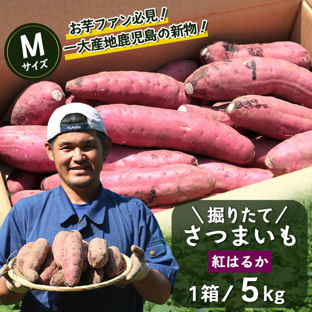 【ふるさと納税】さつまいも 紅はるか 堀りたて 5kg ( 1箱 ) Mサイズ 新物 鹿児島県産 2025年12月末までに出荷