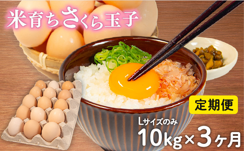 定期便 卵 10kg Lサイズ ( 割れ補償 5個 ) 約 150個 × 3回 3ヶ月 定期便 玉子 卵 たまご さくらたまご 卵 米育ち さくら 玉子 卵 タマゴ たまご