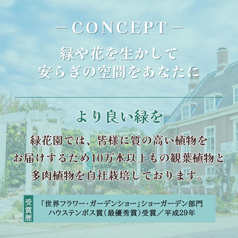 緑の匠が選んだ観葉植物 素敵な空間づくりに 高性チャメドレア( チャメドレア 観葉植物 インテリア 植物 新築祝い 贈り物 開店祝い 引っ越し祝い 送料無料 )【B8-020】