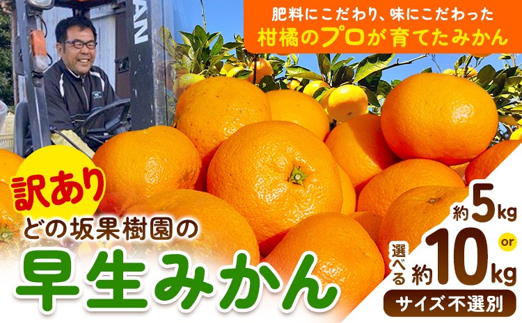 
            ＜先行予約＞訳あり 早生 みかん 選べる 5kg 10kg ( サイズ おまかせ )  どの坂果樹園《12月上旬-1月末頃出荷》 早生みかん 訳ありみかん 和歌山県 日高川町 みかん ご家庭用 サイズ 不選別 規格外 おまかせ 不揃い 10kg 期間限定 旬 柑橘 産地直送 フルーツ 果物 10キロ 訳ありみかん わけありみかん st-p
          