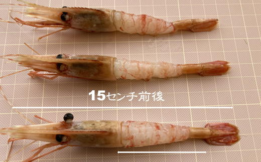 8-010-002　ましけのボタンエビ 700g（350g×2）