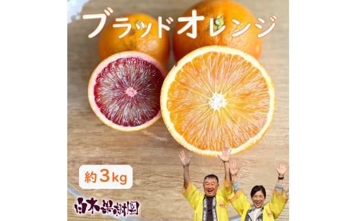 【先行予約】ブラッドオレンジ　約3kg　〈2027年2月中旬～3月中旬頃発送〉  / 果物　柑橘　フルーツ　オレンジ　高知県土佐市　お取り寄せ 産地直送　おいしい 美味しい　白木果樹園【白木果樹園】 [BQAI042]