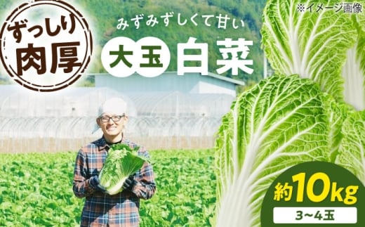 【先行予約】　【11月下旬から順次発送】 白菜 3Lサイズ×3～4玉（約10kg）愛媛県大洲市/ふじた農園 [AGDH008] 白菜 はくさい ハクサイ 野菜 やさい 新鮮 新鮮野菜 愛媛県産 大洲市産 産地直送 おすすめ 人気 お取り寄せ 送料無料 贈答 ギフト