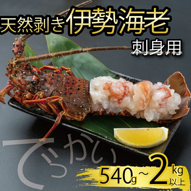 【ふるさと納税】 でっかい天然伊勢海老 刺身用 選べる 容量 540g ～ 2kg 以上 冷凍 ( 鍋 正月 バーベキュー 急速冷凍 えび エビ 高級 鮮魚 海鮮 魚介 刺身 焼き物 汁物 ギフト 贈答 贈り物 祝い 歳暮 中元 )