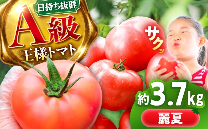 
                  【7月上旬から順次発送】王様トマト 3.7kg 箱入り / トマト とまと 箱入り 3.7キロ 国産 / 恵那市 / 阿部農園 [AUGA005]
                