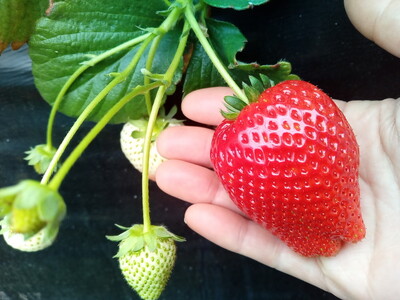 【先行予約】【1月発送】朝摘み！完熟とちあいか＆ミルキーベリーの紅白セット 640g（320g×2p(各1パック) ）　※離島への配送不可　※2026年1月上旬～1月下旬頃に順次発送予定