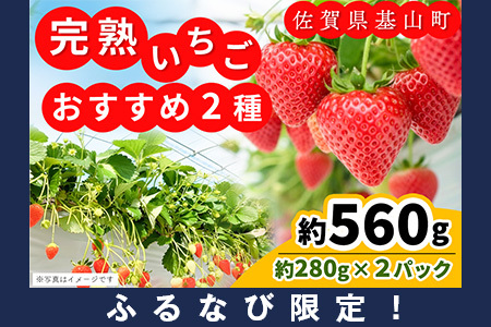 【ふるなび限定】【新農場オープン記念】【先行受付 2026年1月より発送】いちご2品種食べ比べ(約280g×2P) K100019 FN-Limited-PR