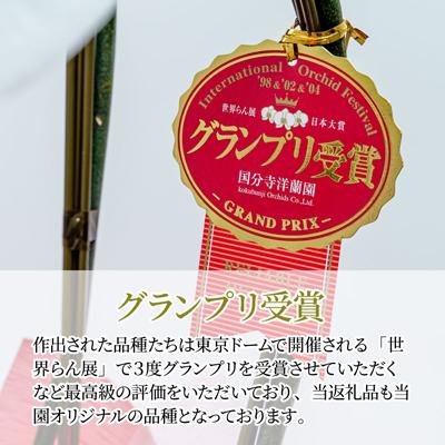 ふるさと納税 北本市 胡蝶蘭 黄色 アルテミス 大輪 3本立て |  | 03