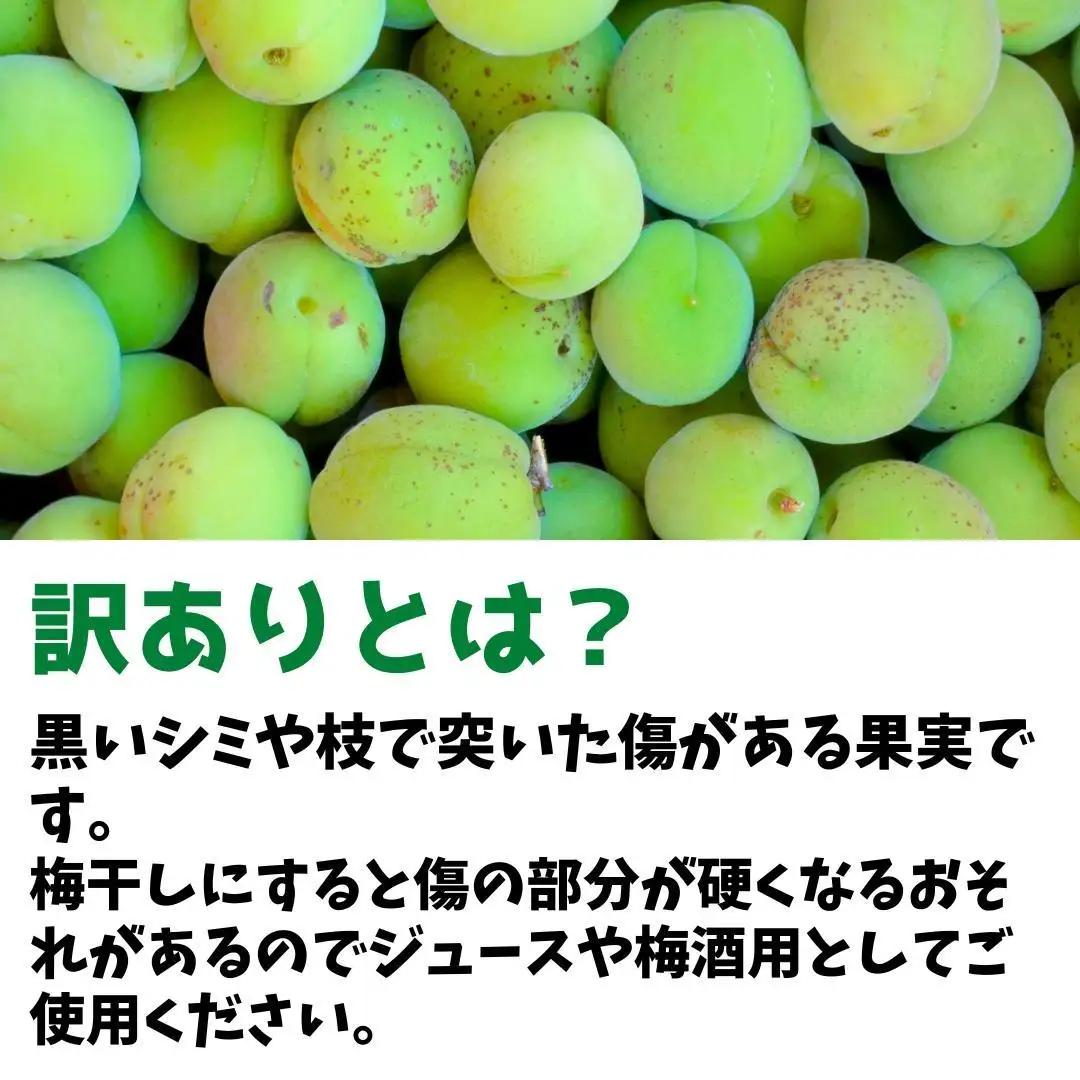 青梅 南高梅 約5kg 訳あり サイズミックス 和歌山県産 梅酒作り用 梅ジュース作り用