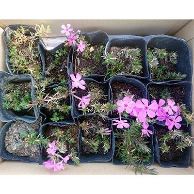 ふるさと納税 池田町 芝桜　ダニエルクッションピンク　　15ポット |  | 01