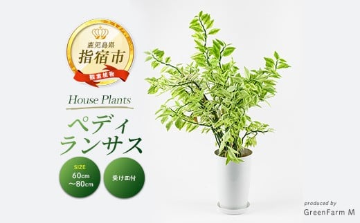 
            2026年3月上旬～発送【観葉植物】ぺディランサス(ダイギンリュウ) 60cm～80cm(Green Farm M/016-1953) ※北海道・沖縄・離島配送不可※ 南国鹿児島県で育った 観葉植物！植物 鉢付 インテリア 室内 オフィス おしゃれ プレゼント ギフト 開店祝い 移転祝い マイナスイオン
          