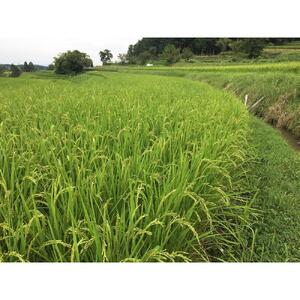 栽培期間中農薬・化学肥料不使用 白米粒が光る棚田米 滋賀県大津産 白米10kg