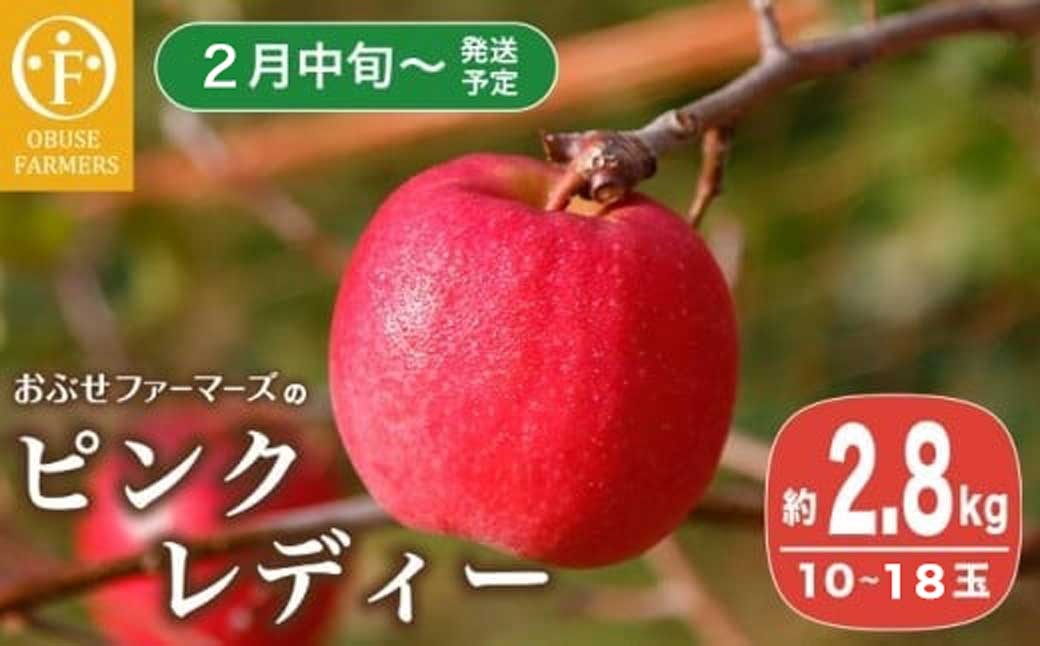 ピンクレディー 約2.8kg 10～18玉［ おぶせファーマーズ ］りんご フルーツ 果物 くだもの 先行予約 長野産 信州産 【2026年2月中旬～発送】