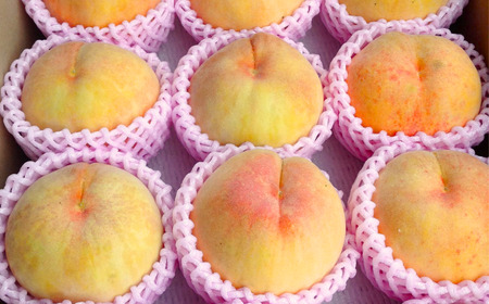 先行予約 黄桃 約3kg（9玉～11玉入り） [8月下旬から発送予定] 令和7年度 贈答用 新潟県三条市産 桃（黄桃） [三次郎農園] 【015S019】