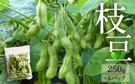 『★先行予約★8月初旬より順次発送』枝豆　250g×4パックセット　【31001301】