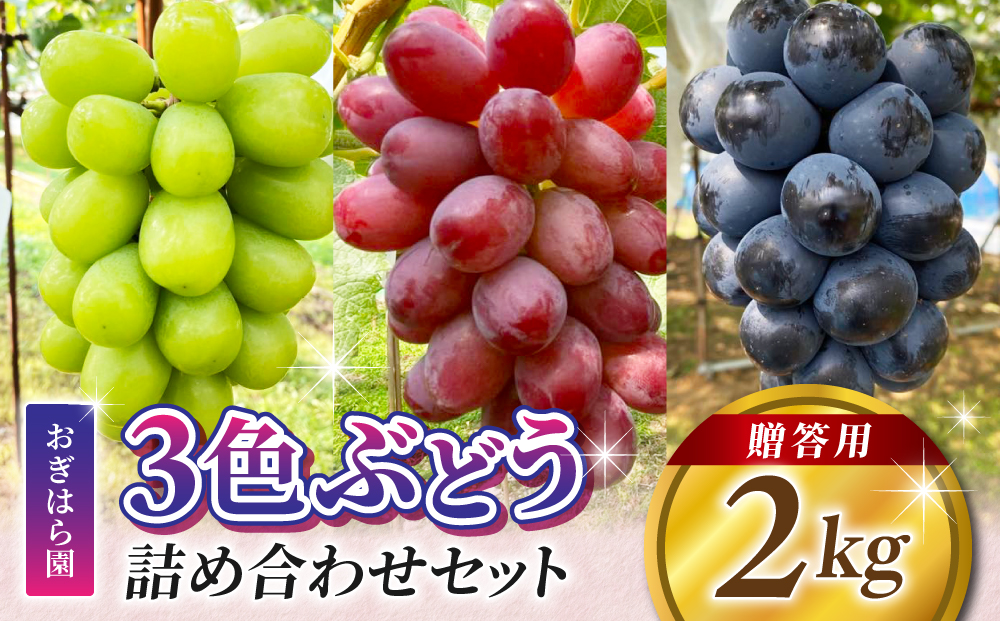 【おぎはら園】農家直送！贈答用3色ぶどうの詰め合わせセット 2kg（4～5房）｜シャインマスカット、種なし巨峰、ナガノパープル 、クイーンニーナ、クイーンルージュRなど　※2025年9月中旬～10月上旬順次発送