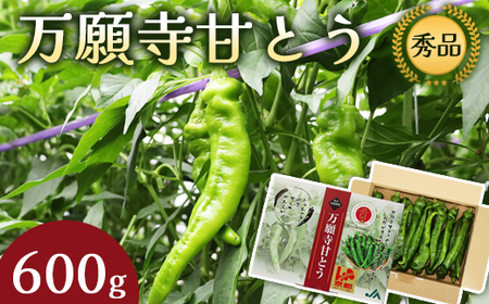 万願寺甘とう 秀品 600g | 万願寺甘とう 訳あり野菜 京野菜