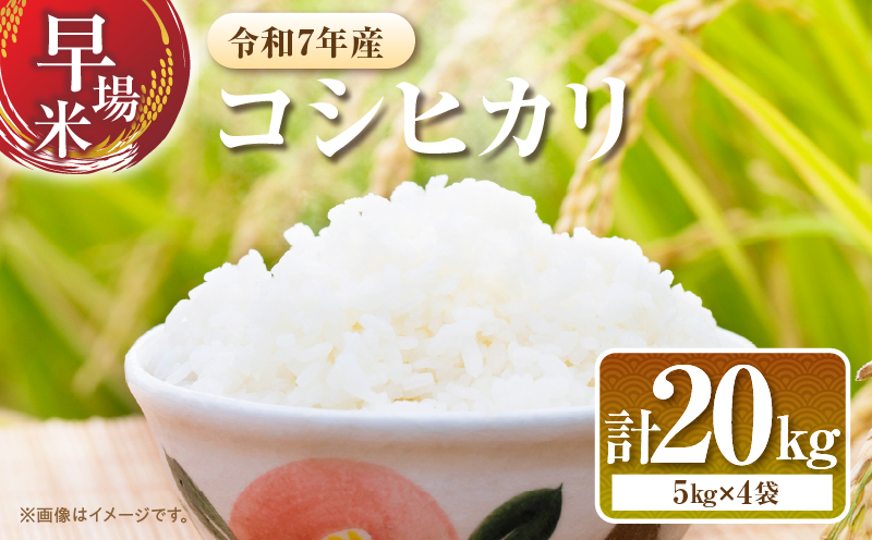 2週間以内に発送 早場米 コシヒカリ 計20kg 期間限定 日南市産 お米 ご飯 ライス 国産 令和7年産 人気 食品 精米 白米 こしひかり 有洗米 おにぎり お弁当 炊き込みご飯 雑炊 ギフト 贈
