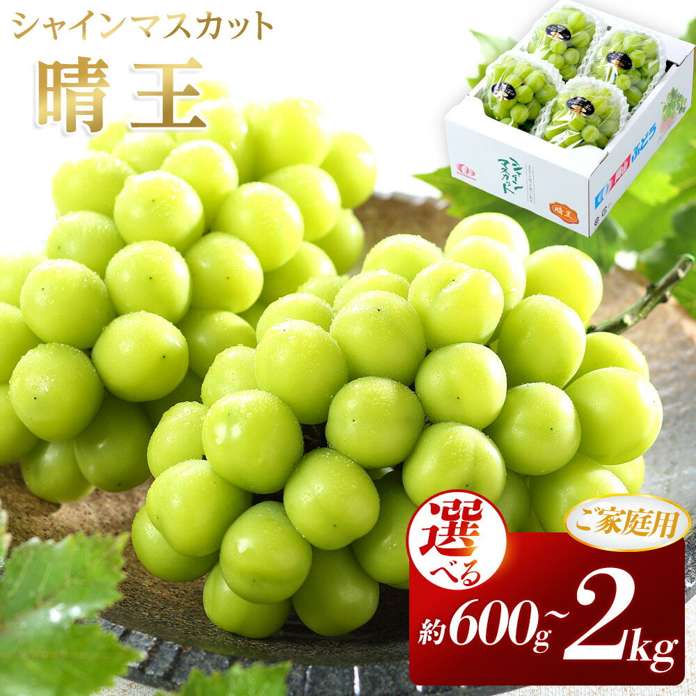 【ふるさと納税】【内容量が選べる】ぶどう 2026年 ご家庭用 シャイン マスカット 晴王 約600g 800g 1kg 1.5kg 2kg 1～6房 | 種なし マスカット ぶどう 葡萄 旬 フルーツ 果物 くだもの 食品 人気 おすすめ 送料無料